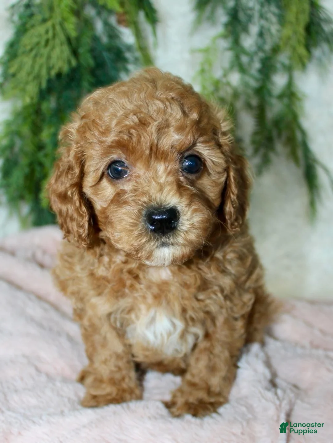 Cavapoo dogs for sale: Cavapoo 6 - Ad 4