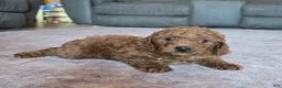 Miniature Poodle dogs for sale: Mini Lincoln - Ad 6