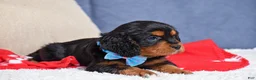 Cavapoo dogs for sale: Freddie - Ad 4