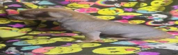 Chinese Crested dogs for sale: Stewart - Ad 10