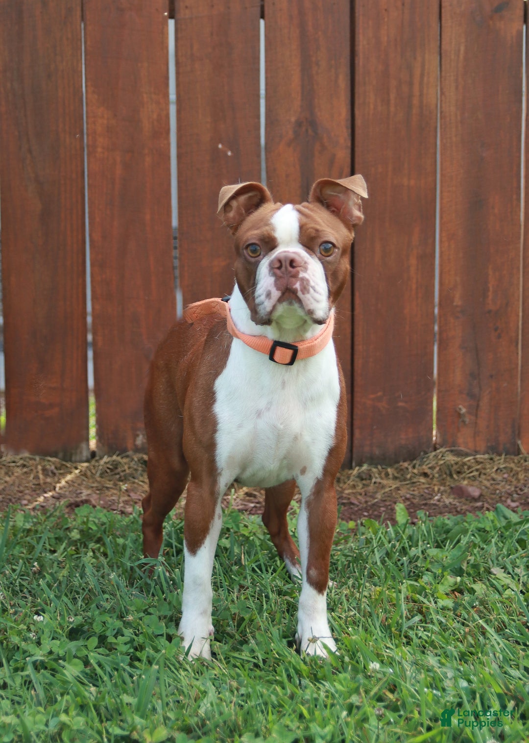 Boston Terrier dogs for sale: Maggie - Ad 5