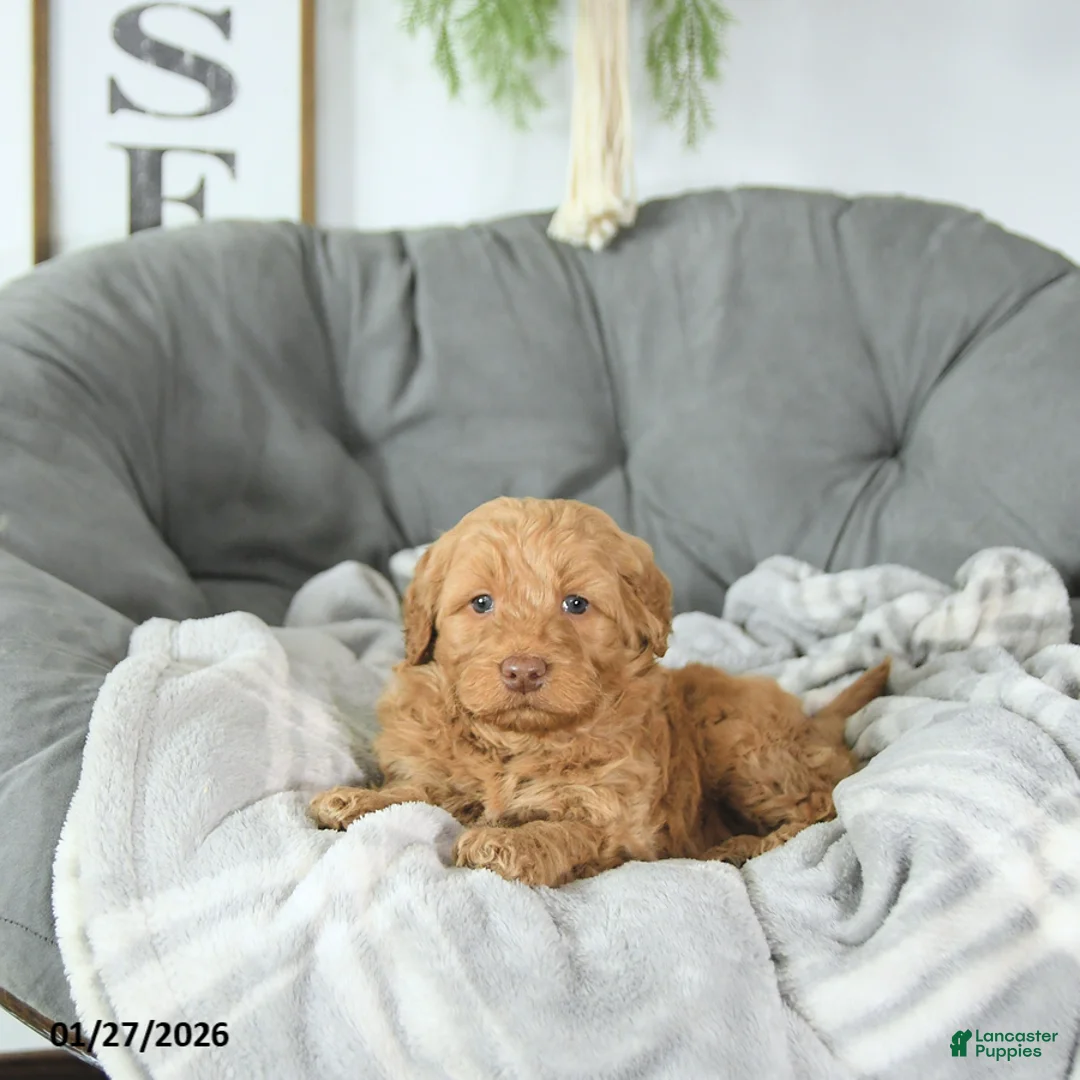 Mini Goldendoodle dogs for sale: Cupid - Ad 5