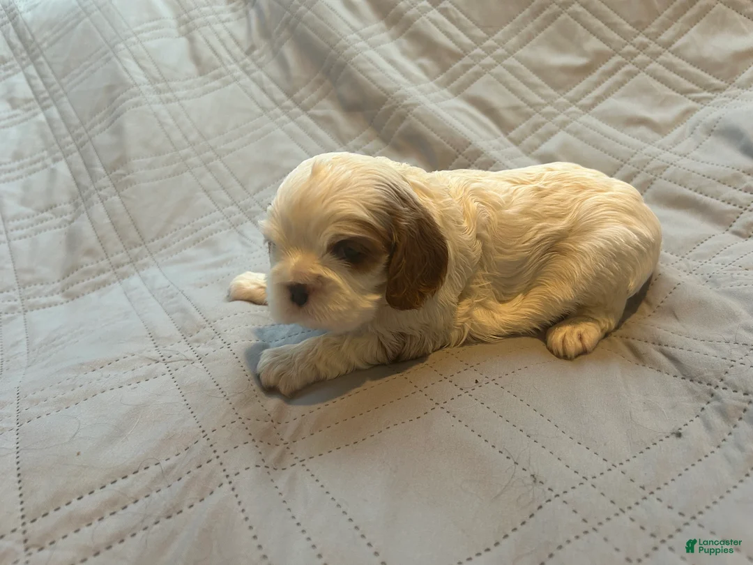 Cavalier King Charles Spaniel dogs for sale: Cavalier King Charles Spaniel 4 - Ad 2