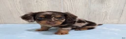 Miniature Dachshund dogs for sale: Logan - Ad 3