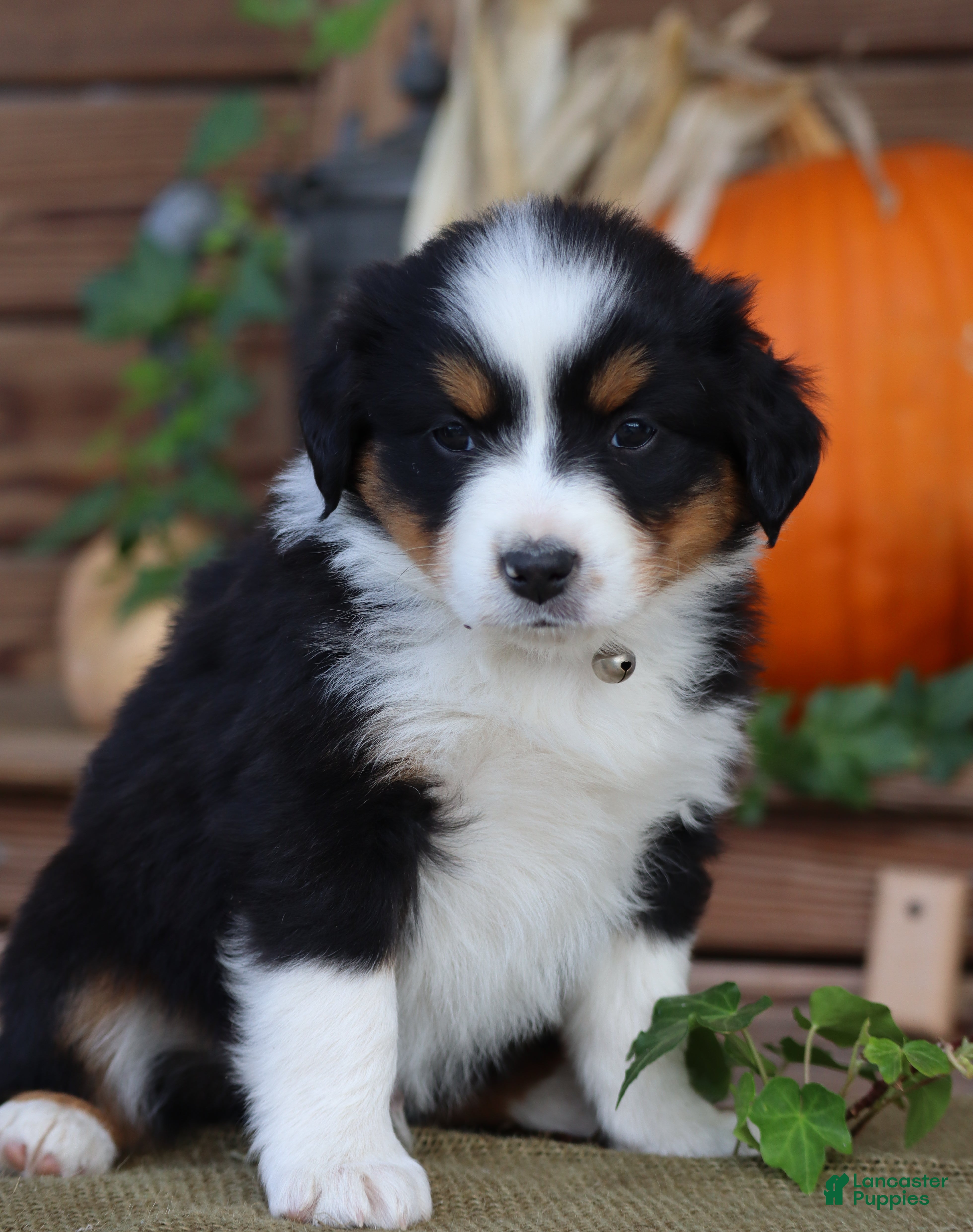 Miniature Australian Shepherd dogs for sale: Bass - Ad 1