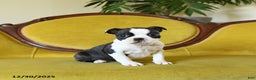 Boston Terrier dogs for sale: Dasher - Ad 7