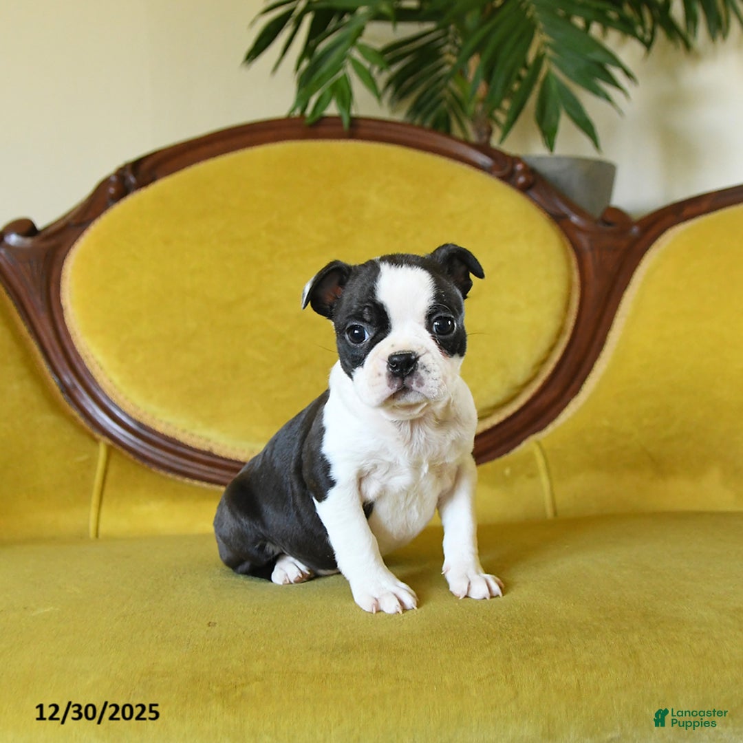 Boston Terrier dogs for sale: Dasher - Ad 7