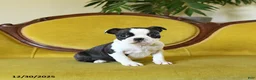 Boston Terrier dogs for sale: Dasher - Ad 22