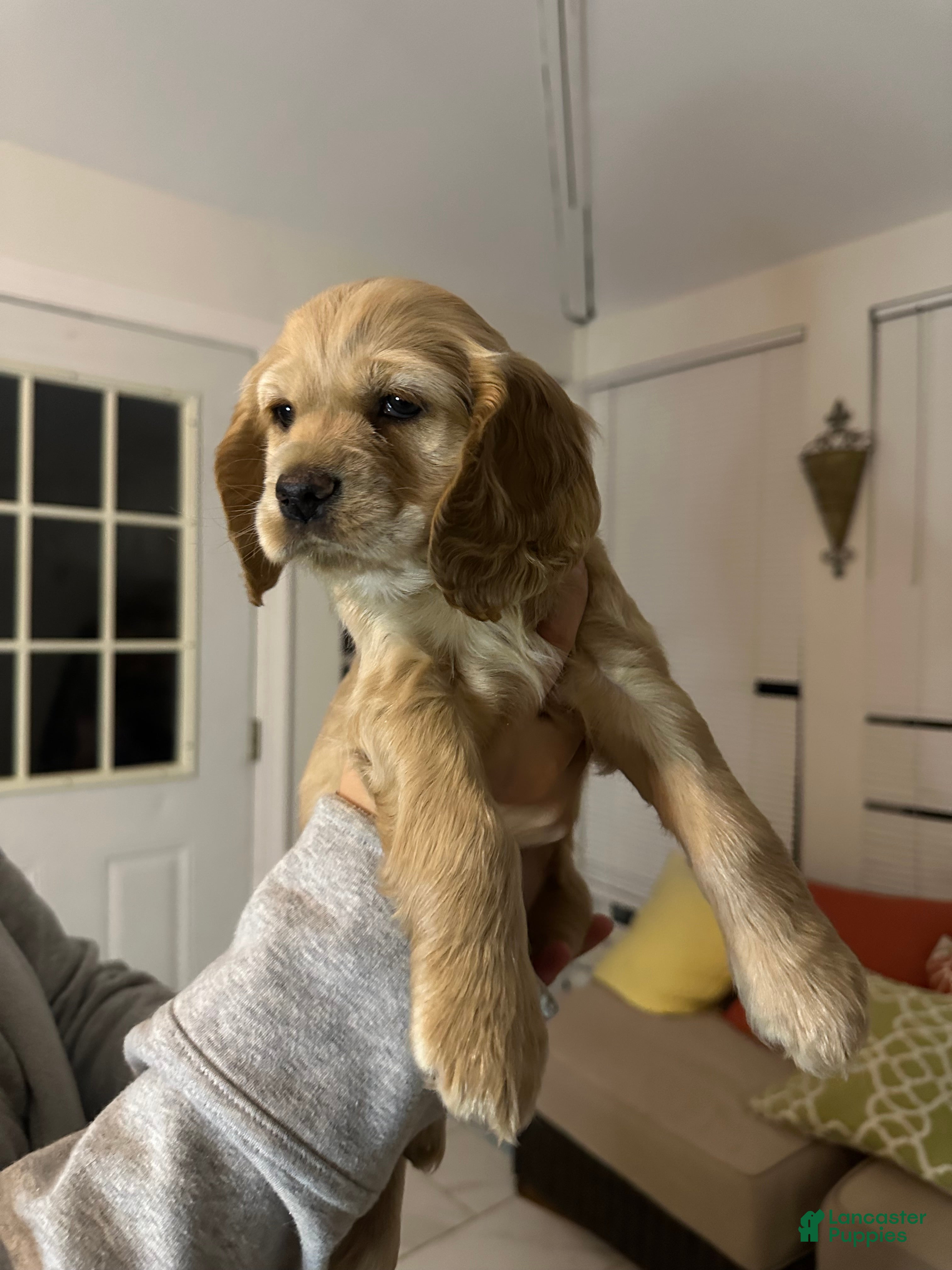 Cocker Spaniel dogs Cocker Spaniel Puppy 2 - Ad 18