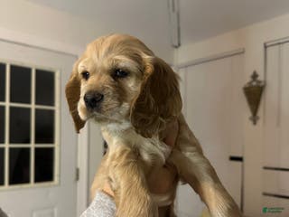 Cocker Spaniel dogs Cocker Spaniel Puppy 2 - Ad 41