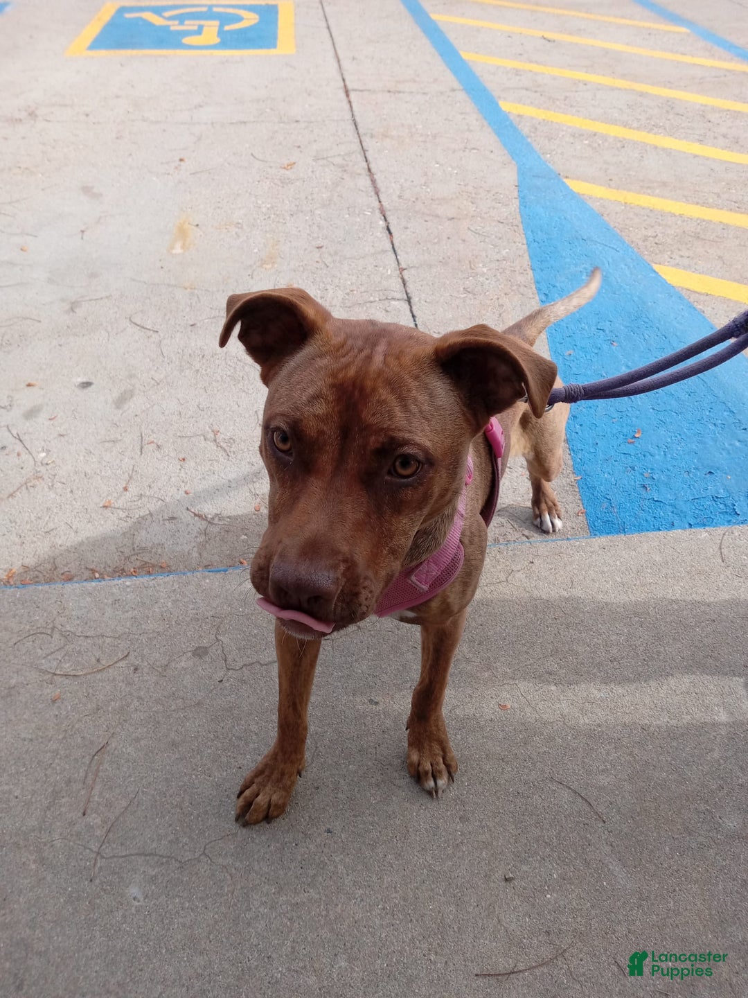 Gallery Image {{count}}