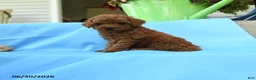 Toy Poodle dogs for sale: Ferdinand - Ad 3