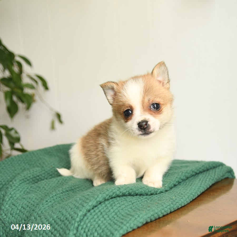 Mixed Breed dogs Beauty - Ad 1