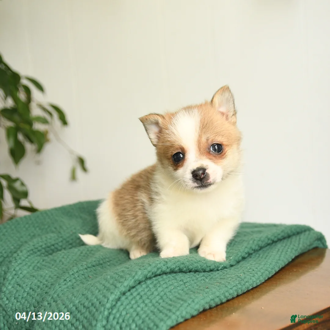 Mixed Breed dogs for sale: Beauty - Ad 1