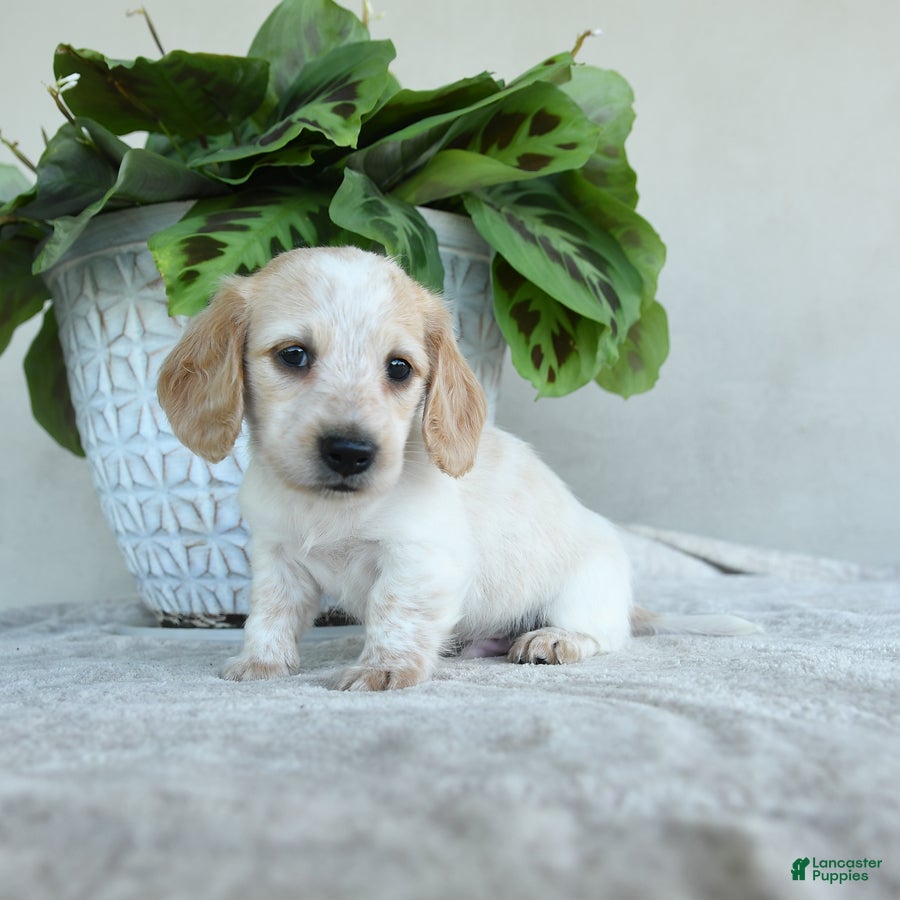 Dachshund dogs Piper - Ad 2