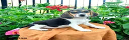 Beagle dogs for sale: Hazel - Ad 5