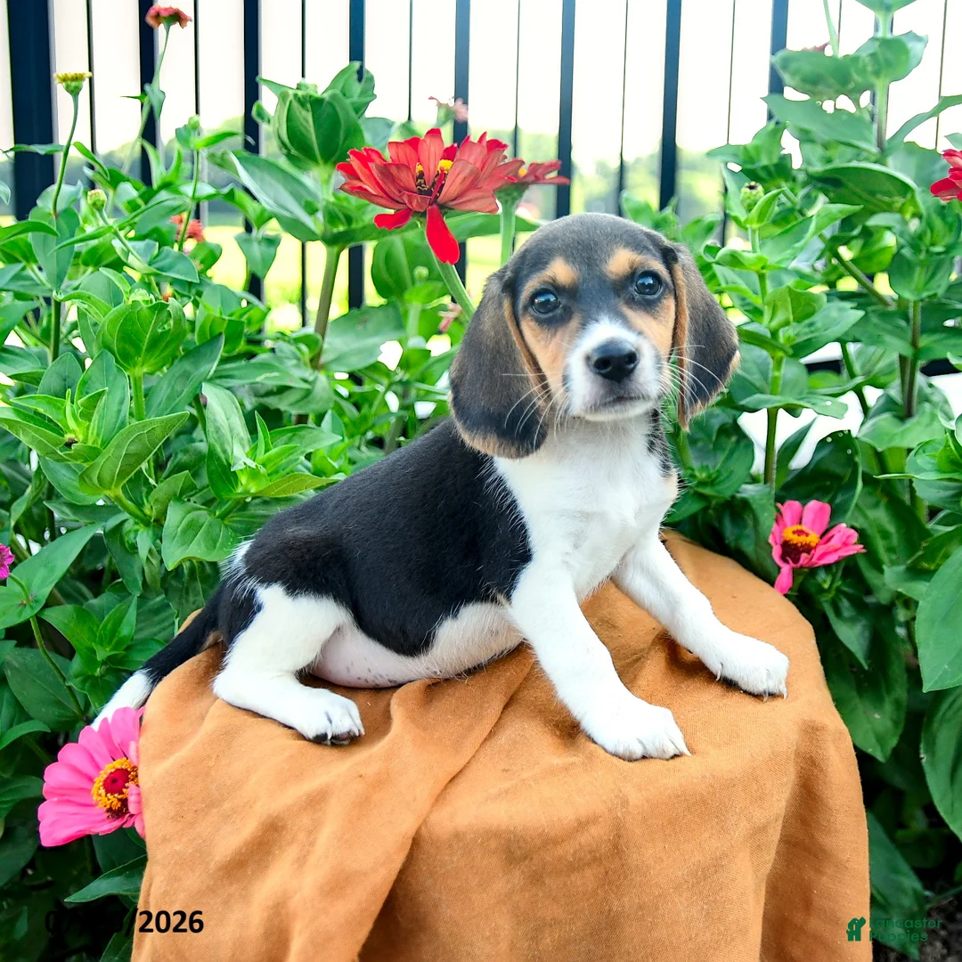 Beagle dogs for sale: Hazel - Ad 5