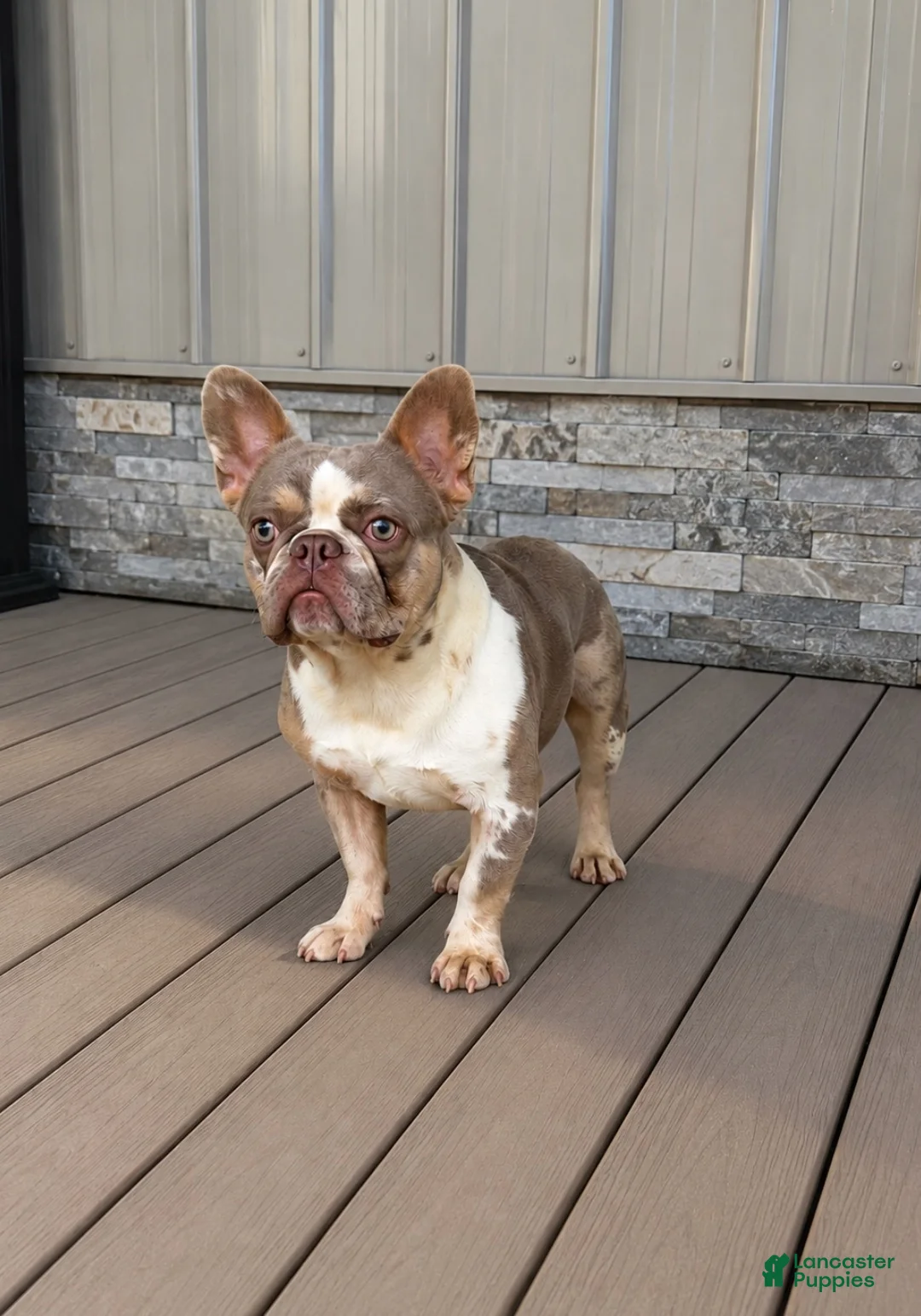 French Bulldog dogs for sale: Honey - Ad 9