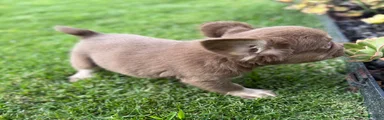 French Bulldog 4