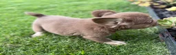 French Bulldog dogs for sale: French Bulldog 4 - Ad 1