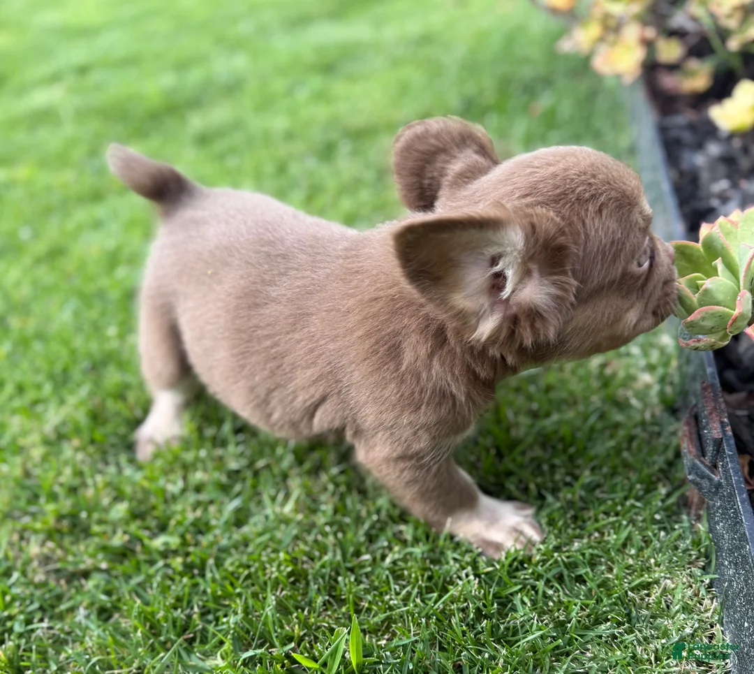 French Bulldog dogs for sale: French Bulldog 4 - Ad 1