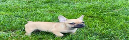French Bulldog dogs for sale: Harris - Ad 3