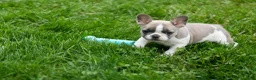 French Bulldog dogs for sale: Ava Belle (Lilac Fawn & White) - Ad 10