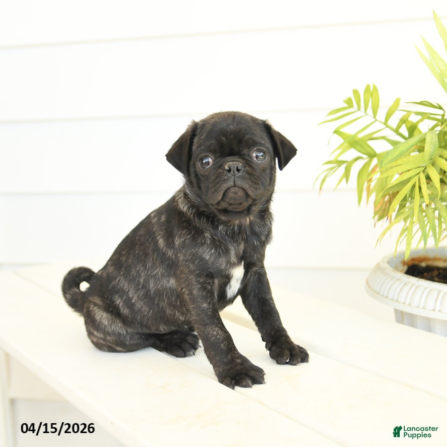 Pug dogs Parker - Ad 1