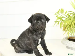 Pug dogs for sale: Parker - Ad 1