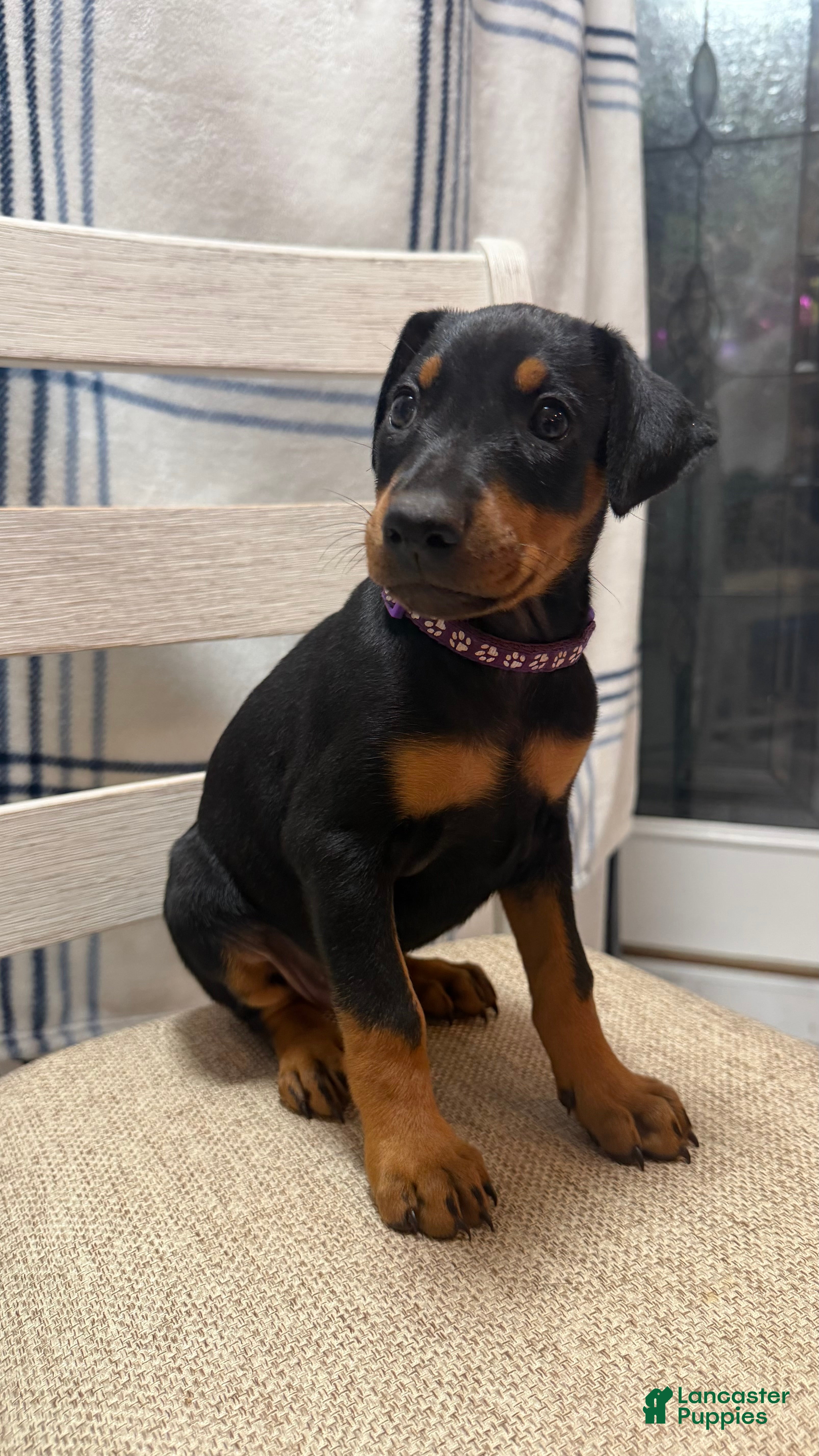 Doberman Pinscher dogs Doberman Pinscher Puppy 3 - Ad 2