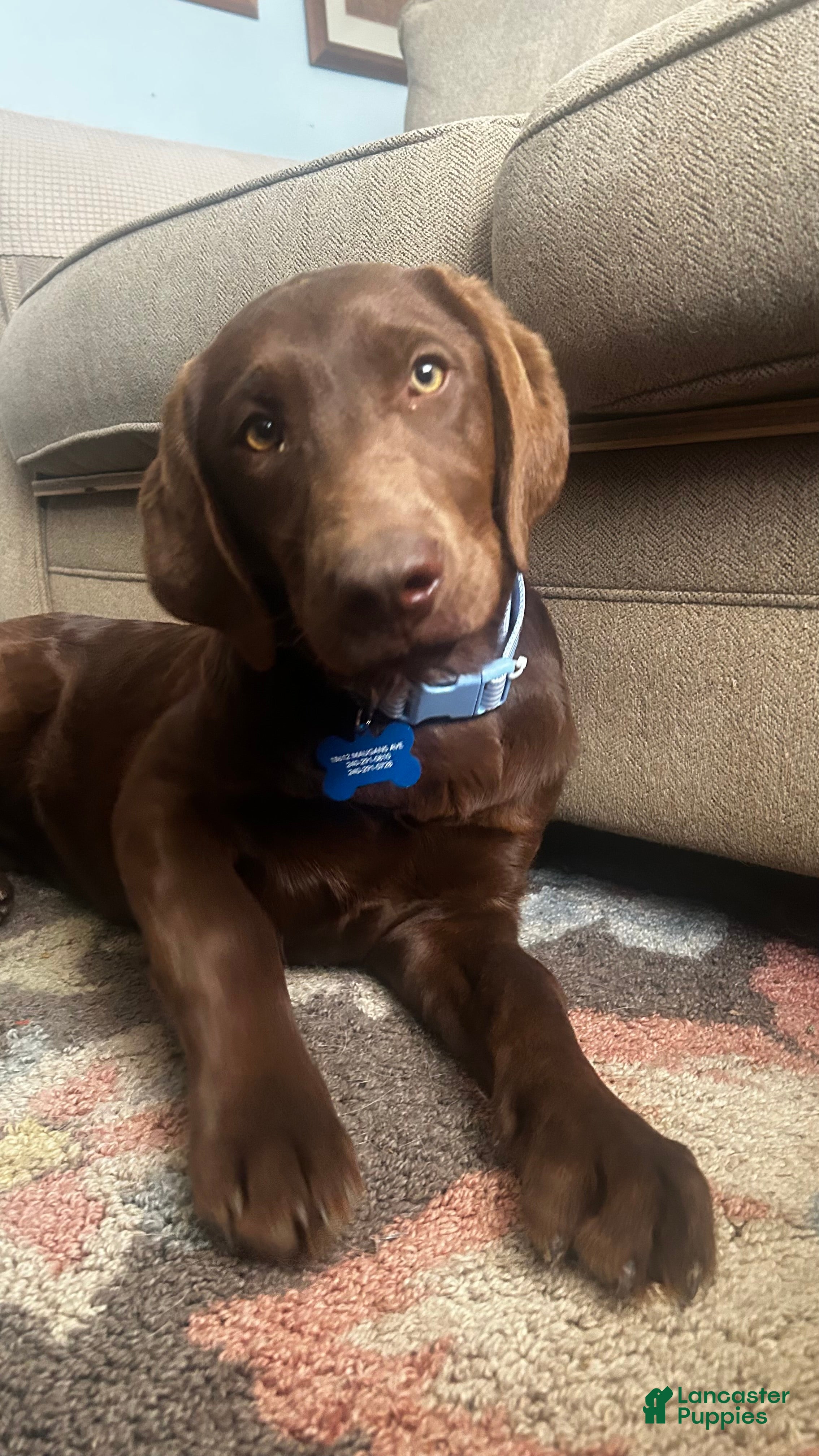 Labrador Retriever dogs Labrador Retriever Puppy 1 - Ad 1