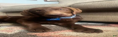 Labrador Retriever Puppy 1