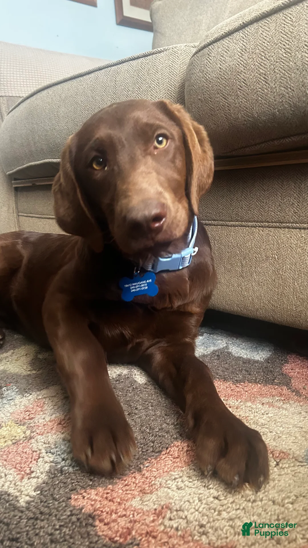 Labrador Retriever dogs for sale: Labrador Retriever Puppy 1 - Ad 1