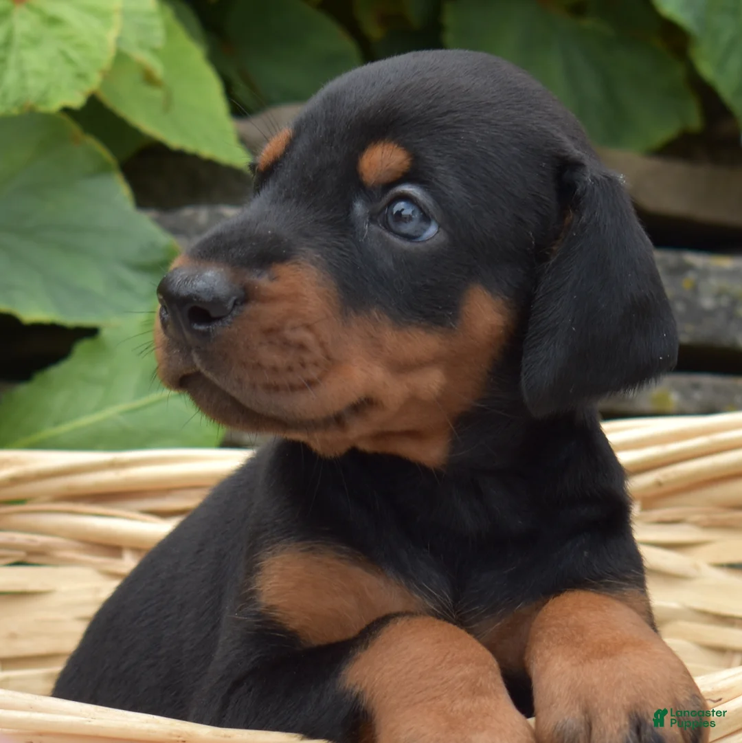 Doberman Pinscher dogs for sale: Skye - Ad 1