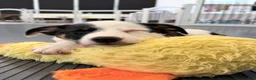 Australian Shepherd dogs for sale: Lola - Ad 6