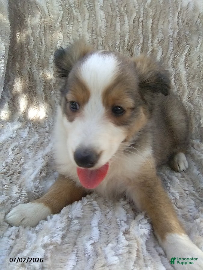 Shetland Sheepdog dogs Chloe - Ad 2