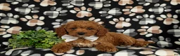Cavapoo dogs for sale: Chase Hypoallergenic - Ad 5