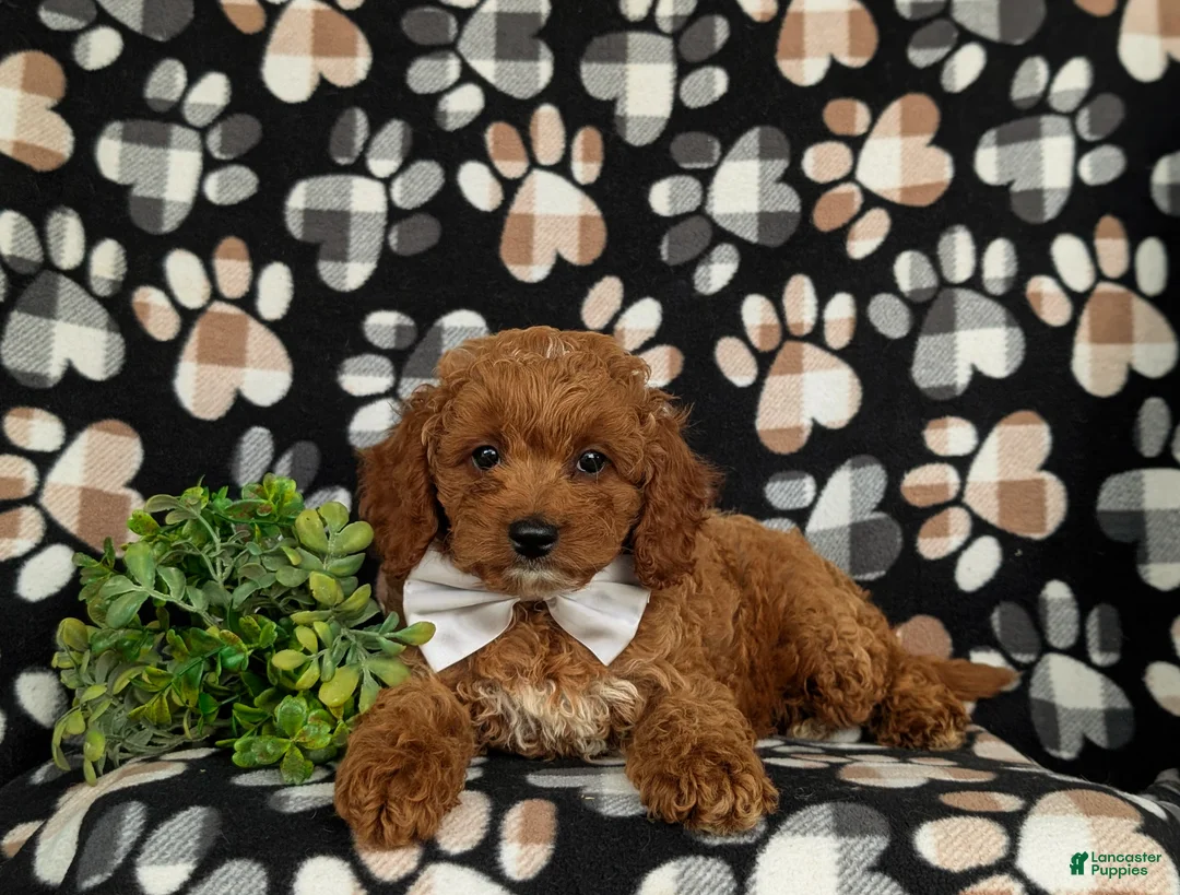 Cavapoo dogs for sale: Chase Hypoallergenic - Ad 5