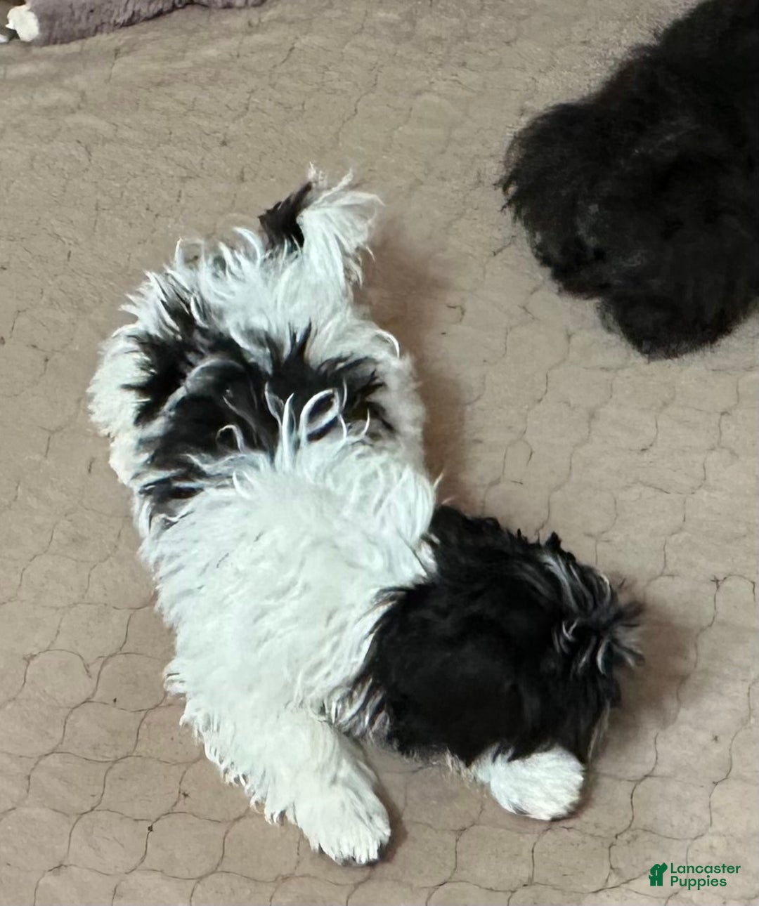 Shihpoo dogs for sale: Shihpoo Puppy 1 - Ad 3