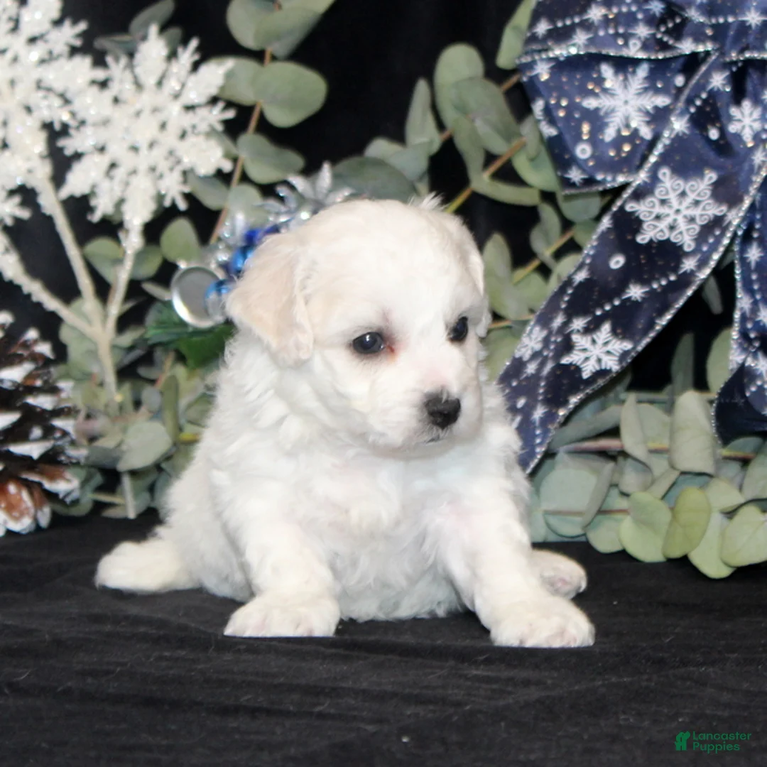 Bichon Frise dogs for sale: Violet - Ad 7