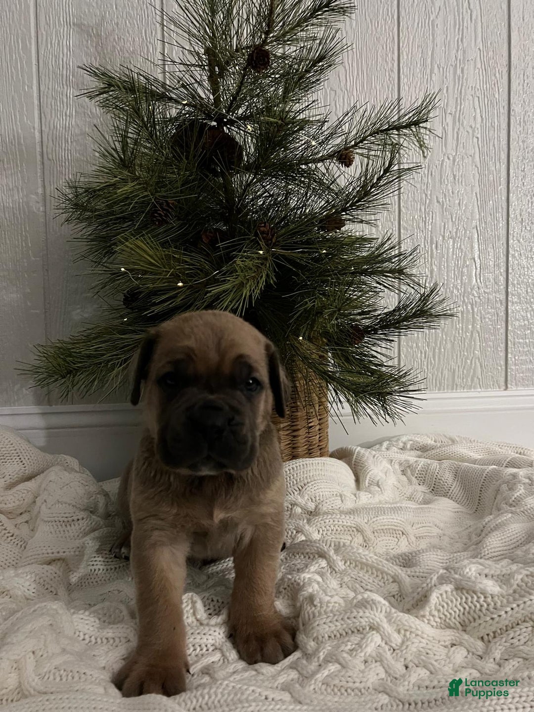 Cane Corso dogs for sale: Bruce - Ad 2