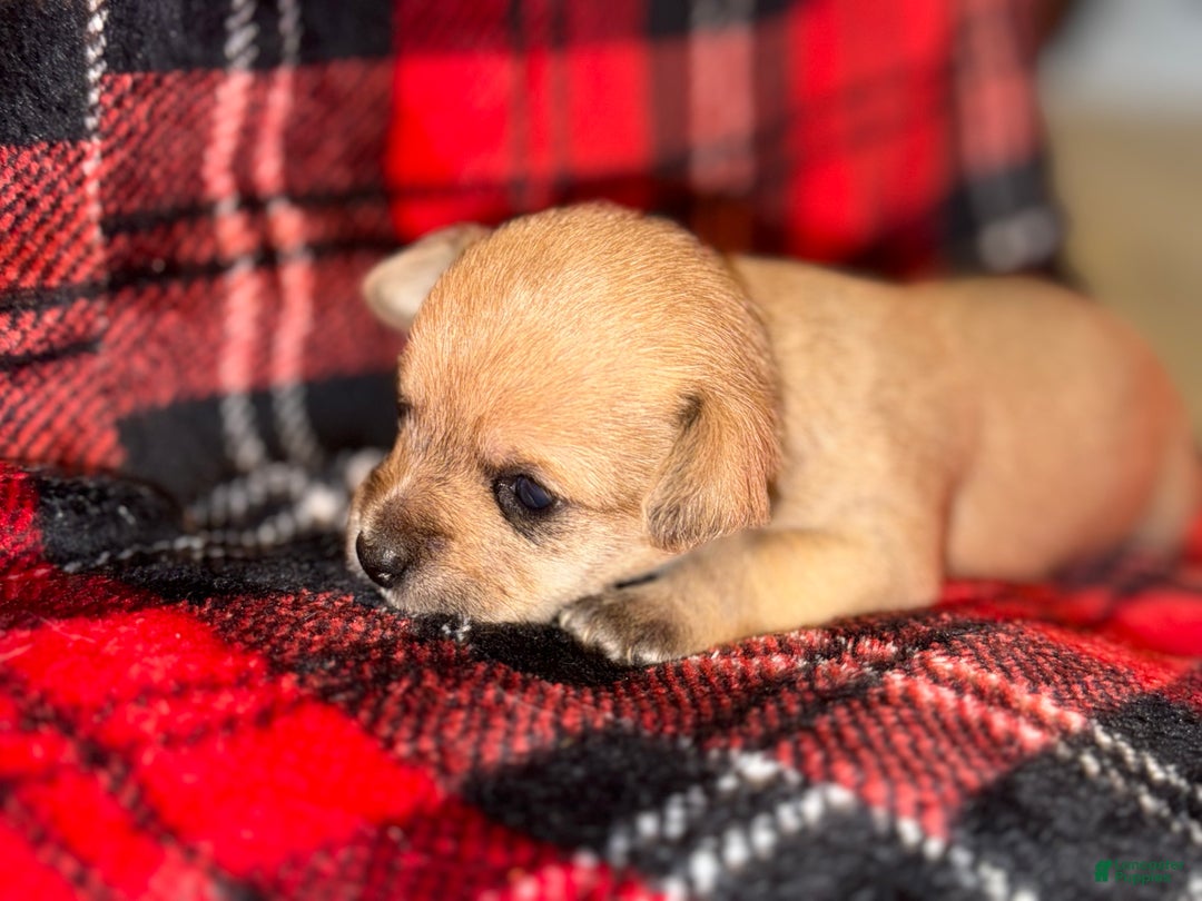 Mixed Breed dogs for sale: Goldie - Ad 1