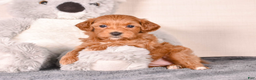 Cavapoo dogs for sale: Sara - Ad 1
