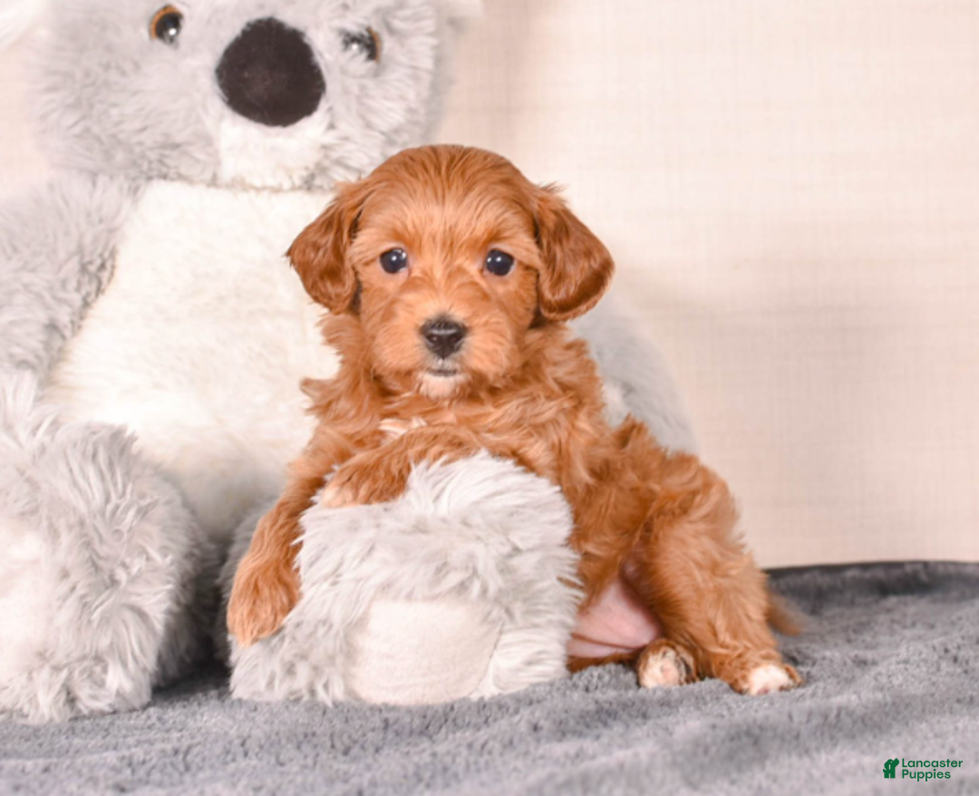 Cavapoo dogs for sale: Sara - Ad 1