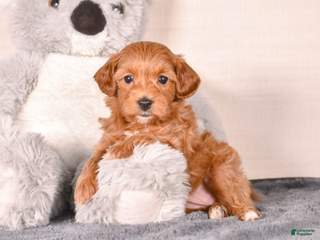 Cavapoo dogs Sara - Ad 31
