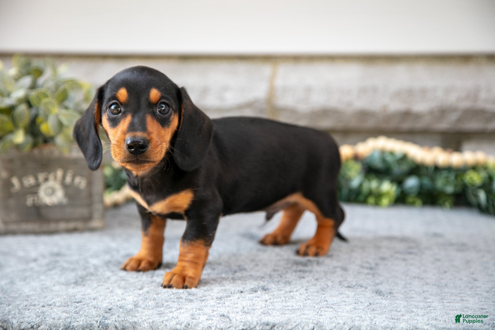Miniature Dachshund dogs Houston - Ad 41