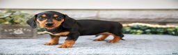 Miniature Dachshund dogs for sale: Houston - Ad 1