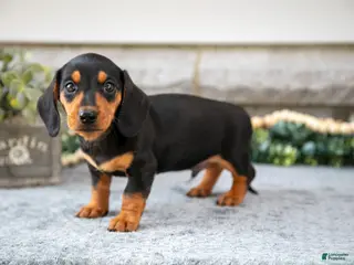 Miniature Dachshund dogs Houston - Ad 40
