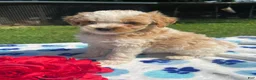 Mixed Breed dogs for sale: Earl - Ad 2