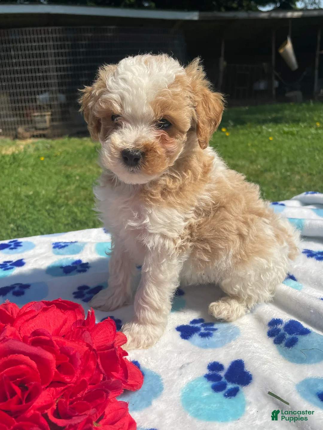 Mixed Breed dogs for sale: Earl - Ad 2